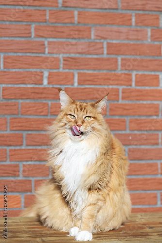 Porträt eines Maine Coon Katers  