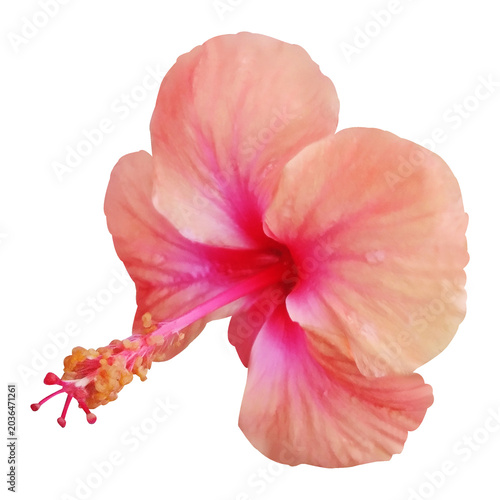 Hibiscus Flower With Water Drops Stock Photo