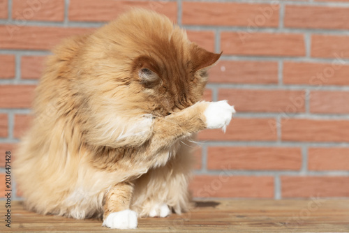 Maine Coon Kater bei seiner Fellpflege