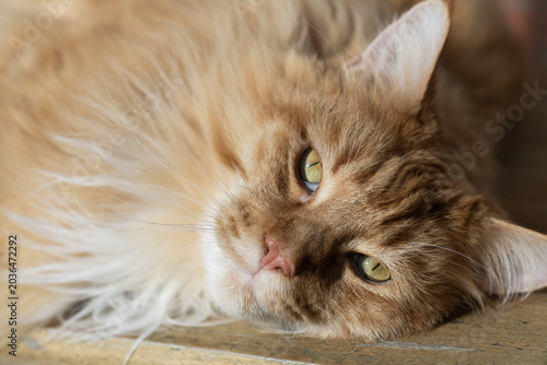 Porträt eines Maine Coon Katers