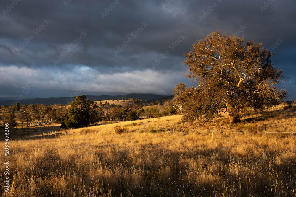 Fototapeta premium a beautiful Australian farming country landscape in Tasmania with tall pasture grass