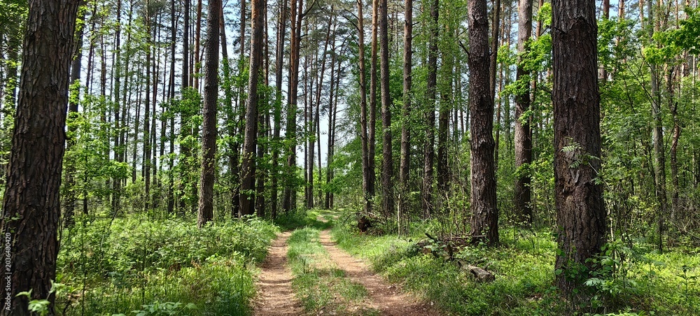 Fototapeta premium Russian forest with pines and birches, summer landscape with a forest path.