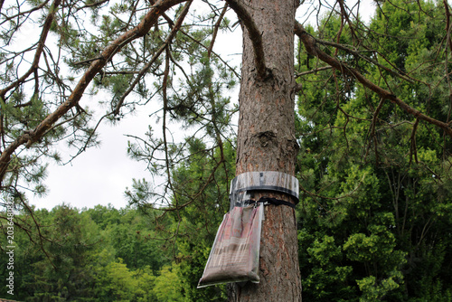 Obraz na płótnie Éco-piège dans l'arbre du pin pour lutter contre le fléau des chenilles processi