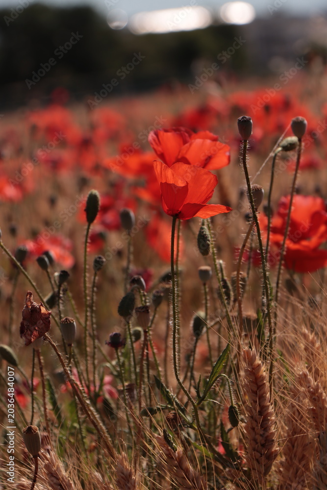 Obraz premium Field of red poppies in warm summer tones