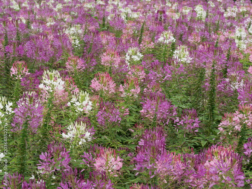Fototapeta premium NAKAFURANO, JAPAN – JULY 28, 2025: A lush field of mixed white, pink, and purple Spider Flowers (Cleome hassleriana) blooming in abundance at Farm Tomita, Hokkaido.