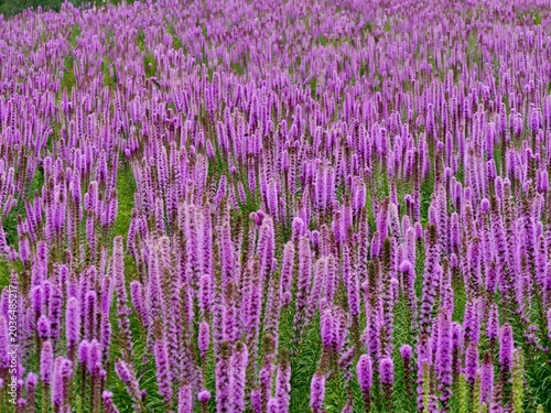NAKAFURANO, JAPAN – JULY 28, 2025: A spectacular field of purple Blazing Star flowers (Liatris spicata) in full bloom at the famous Farm Tomita in Hokkaido during mid-summer.