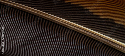 Принти на полотні Macro Shot of Bird Feather Texture,Extreme close-up detail showcasing the intricate, parallel structures and natural color patterns of an exotic bird feather, highlighting the organic beauty