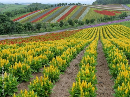 NAKAFURANO, JAPAN – JULY 28, 2025: The iconic rolling rainbow fields of Farm Tomita in Hokkaido, featuring vibrant curved rows of yellow celosia and colorful parallel bands of summer flowers.