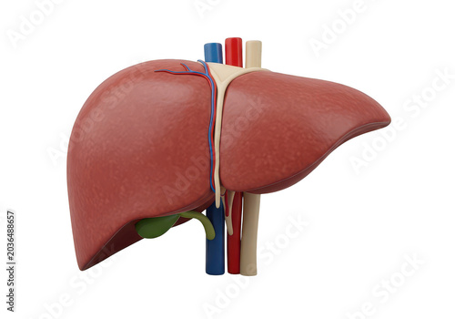 3D Illustration of Human Liver Anatomy with Blood Vessels and Gallbladder