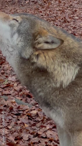A Wolf Answers the Call 