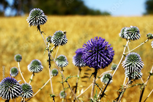 Purple globe thistle flowers in a golden field on a sunny summer day