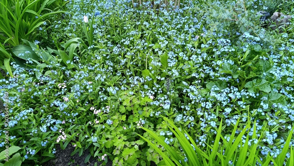Naklejka premium Wonderful forget-me-nots in a cozy flower bed. Spring nature.