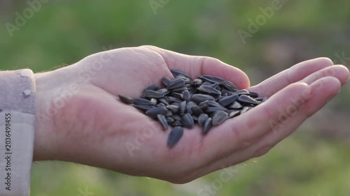 Sunflower seeds falling into farmer's hand outdoors