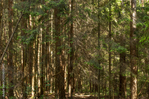 Dense conifer forest with sunlit trunks and green canopy. Woodland trees stand in natural light with deep shade between branches. Nature background for hiking, ecology, and