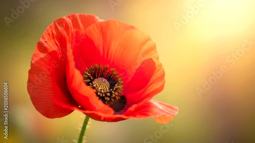 Beautiful Vibrant Red Poppy Flower Blooming in Warm Sunlight.