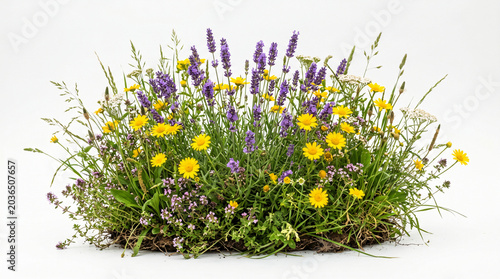 Isolated blooming meadow patch with purple lavender, yellow daisies, and fresh wild herbs, dense summer grass, natural floral arrangement, realistic botanical composition, white background 