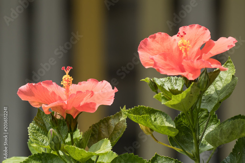 Close up Pollen of red Hibiscus rosa-sinensis