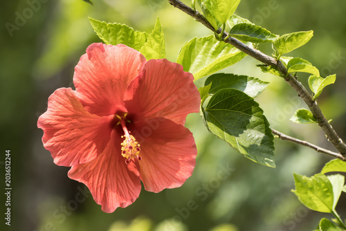 Close up Pollen of red Hibiscus rosa-sinensis