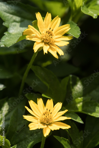 Closeup Small Singapore daisy flower