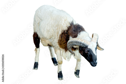 Quadro em tela A ram with curved horns standing isolated on transparent background