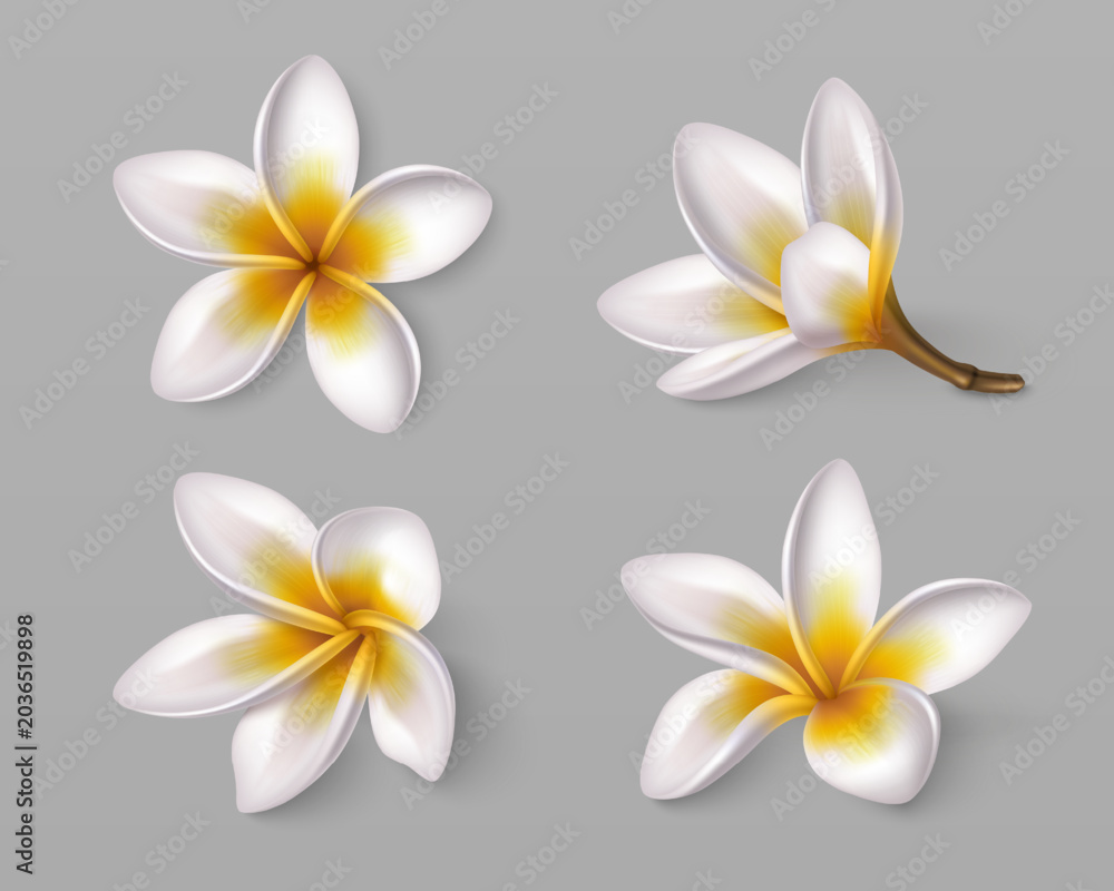 Obraz premium Tropical frangipani flowers in white and yellow. 3d realistic plumeria blossoms, vector set isolated on background. Hawaiian spa botanical elements for exotic summer design.