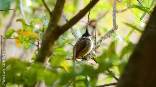 Red-whiskered bulbul perched in tropical green foliage