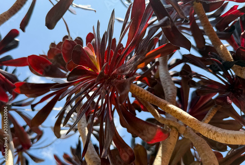 Foto Black rose aeonium succulent rosettes against blue sky