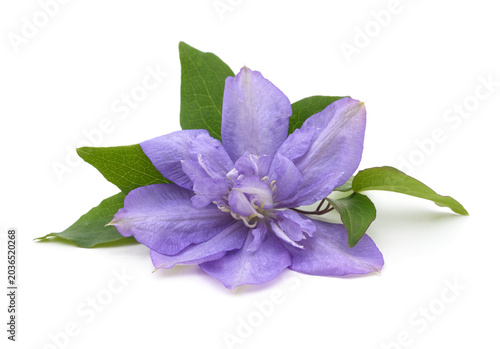 Purple clematis flower on a white background.