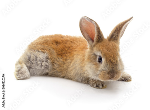 Little brown rabbit on a white background.