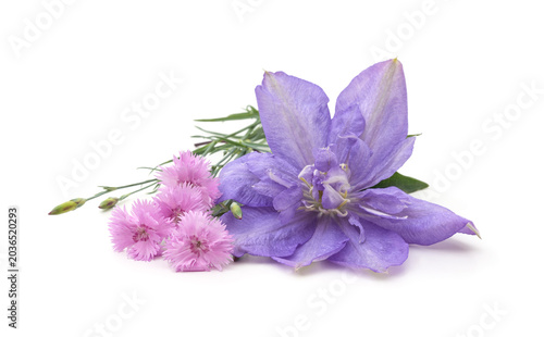 Purple clematis and pink carnation flowers on a white background.