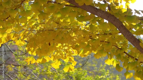 Sunlit Yellow Ginkgo Leaves on Autumn Tree Branch