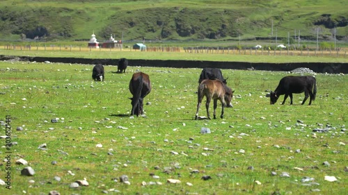 Yaks Grazing on Rocky Green Mountain Pasture