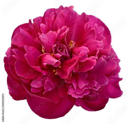 PNG vibrant pink peony flower top view isolated on transparent background. Greeting card wedding invitation floral template. Clip art cut out collage element.