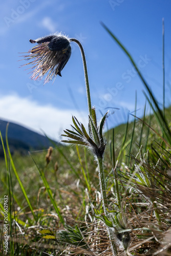 Kuhschelle auf Wiese im Gegenlicht
