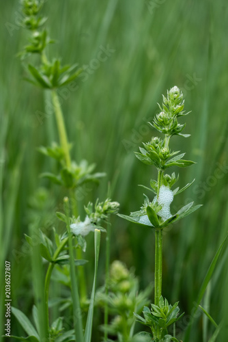 Schaumnest von Schaumzikade auf Labkraut