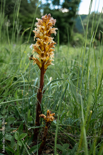 Kleine Sommerwurz in Wiese