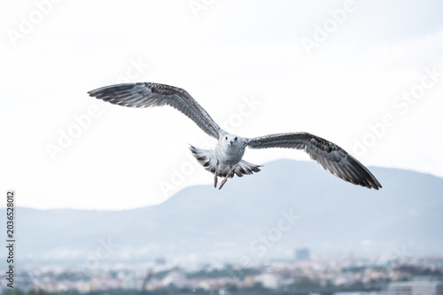 fliegende Möwe von vorne