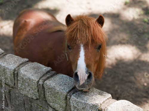Brown adult pony Equus ferus caballus looking over stone wall in outdoor enclosure. Concept of friendly farm animal, rural tourism and countryside lifestyle.