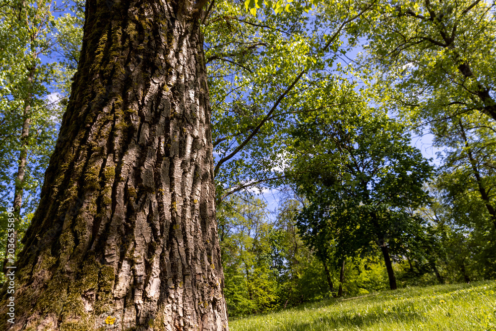 Obraz premium spring park with deciduous trees, early summer
