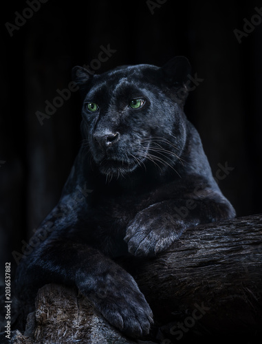 Photography Black panther resting on tree trunk in dramatic low light, powerful wild cat portrait with green eyes