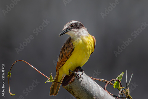 aves de Colombia 