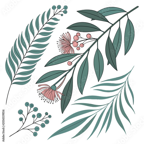 Artistic eucalyptus and banksia style floral elements with rounded seed pods and delicate pink blossoms on long stems for botanical art projects