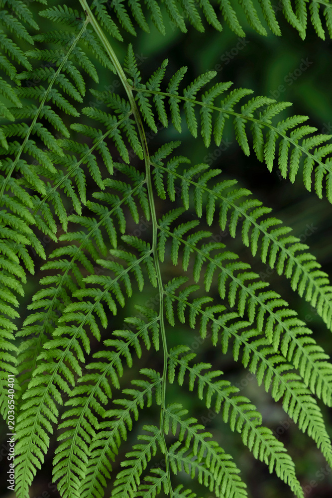 Fototapeta premium Green fern leaf background in a forest