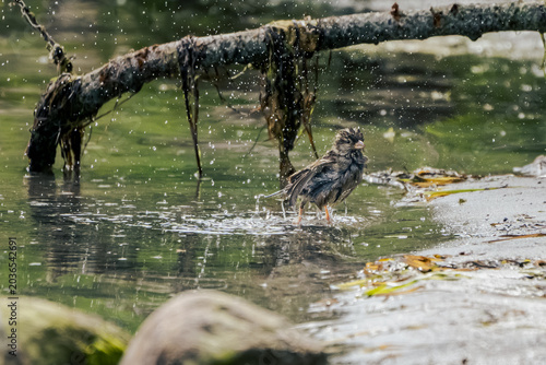 Fényképezés Wet sparrow shaking off water droplets while standing in the shallows of the Bal