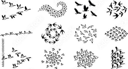 Cuadro en lienzo Flying Bird Silhouette Collection Featuring Flocks, Swarms, Circular Flight Patt