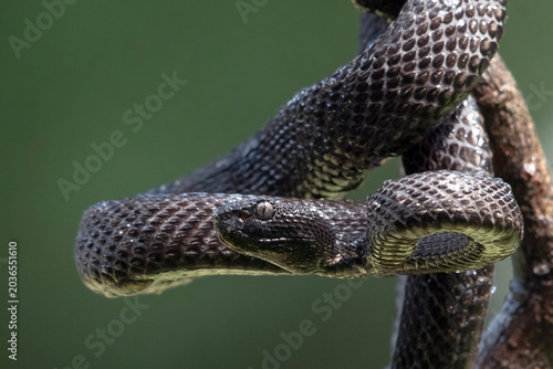 Εκτύπωση καμβά a black mangrove pit viper in a threatening position