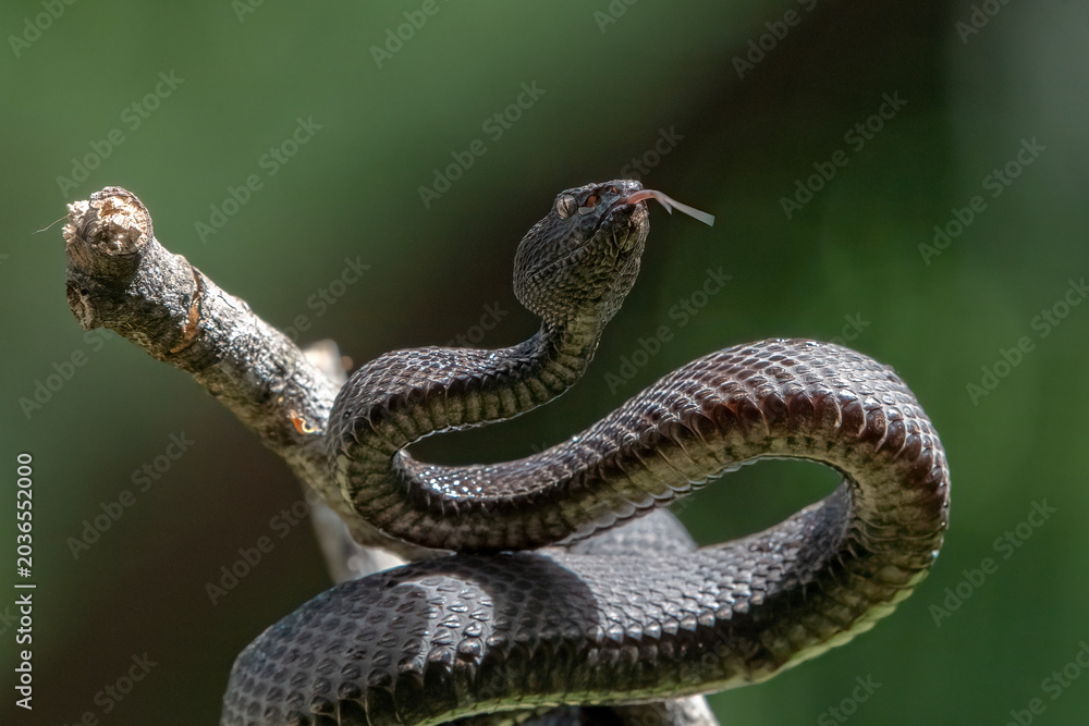 Wall Mural a black mangrove pit viper in a threatening position