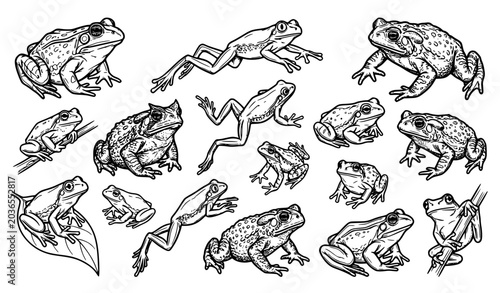 Canvas Print Frog and toad line art vector illustration collection