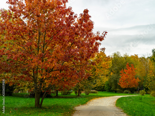 Photos vibrant autumn landscape featuring prominent maple trees with striking foliage
