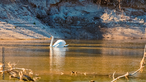 Fotografía Cygnus olor, mute swan, in river Isar with reflections  on a sunny day in spring